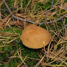 ciuperci Boletus (mirosul de gust dulce) ciuperci Boletus