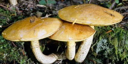 ciuperci Boletus (mirosul de gust dulce) ciuperci Boletus