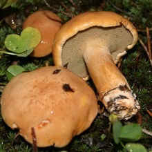 ciuperci Boletus