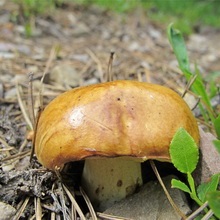 ciuperci Boletus (mirosul de gust dulce) ciuperci Boletus
