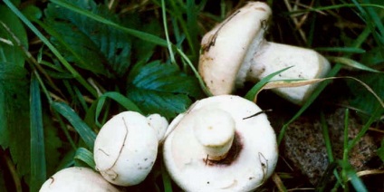 Ciuperci luteus (luteus) ciuperci Boletus