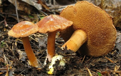 Boletus ciuperci - fotografie și descrierea tipurilor, cum să se facă distincția ulei fals (fotografii) Boletus ciuperci - fotografie și descrierea tipurilor, cum să se facă distincția ulei fals