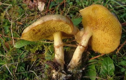 Boletus ciuperci - fotografie și descrierea tipurilor, cum să se facă distincția ulei fals (hribi) Boletus ciuperci - fotografie și descrierea tipurilor, cum să se facă distincția ulei fals