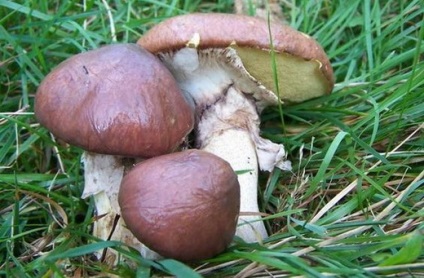 Boletus ciuperci - fotografie și descrierea tipurilor, cum să se facă distincția ulei fals (fotografii) Boletus ciuperci - fotografie și descrierea tipurilor, cum să se facă distincția ulei fals