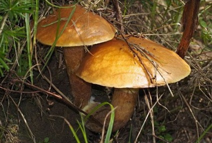 Boletus ciuperci - fotografie și descrierea tipurilor, cum să se facă distincția ulei fals (hribi) Boletus ciuperci - fotografie și descrierea tipurilor, cum să se facă distincția ulei fals