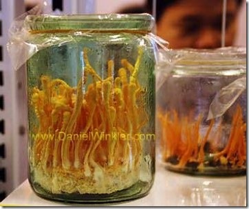 Ciuperca Cordyceps 10 lucruri mai importante (Cordyceps) Ciuperca Cordyceps 10 lucruri mai importante