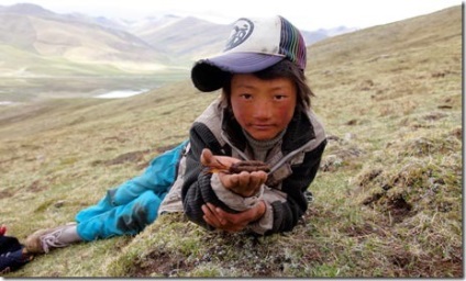 Ciuperca Cordyceps 10 lucruri mai importante (aplicație Cordyceps) Ciuperca Cordyceps 10 lucruri mai importante