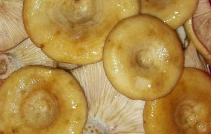 Lactarius descriere galben ciuperca crește în cazul în care, modul de a găti (ciuperca) Lactarius descriere galben ciuperca crește în cazul în care modul în care să se pregătească