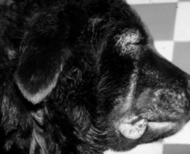 boli infecțioase la câini (foto, simptome si tratament) (boală) boli infecțioase la câini (foto, simptome si tratament)