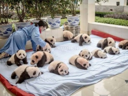 Metoda de producție panda origami (panda metoda de fabricație) Metoda de fabricație panda origami