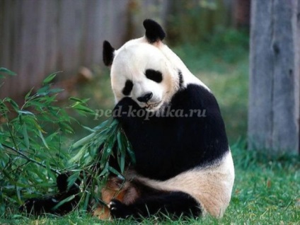 Metoda de producție panda origami (panda metoda de fabricație) Metoda de fabricație panda origami