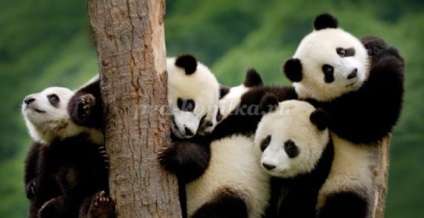 panda Metoda de producție Origami (panda) Metoda de fabricație panda origami