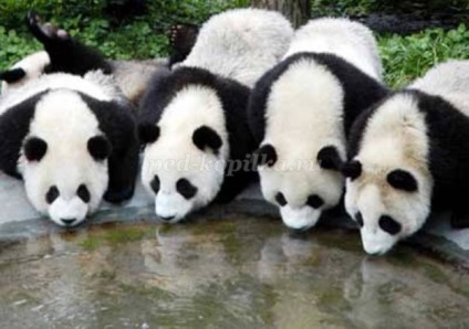 panda Metoda de producție Origami (panda) Metoda de fabricație panda origami