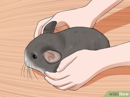 Cum să ia o chinchilla în mâinile sale (mâini) Cum să ia o chinchilla în mâinile sale