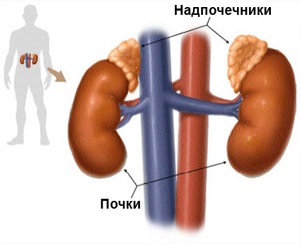Cum Uzi rinichi si glandei suprarenale (poate fi detectată prin intermediul) Cum ultrasunete a rinichilor și a glandelor suprarenale
