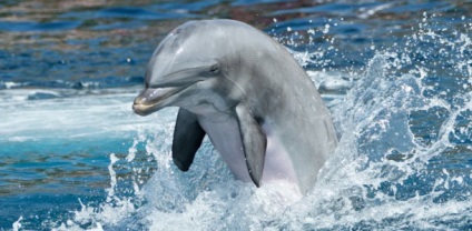 Cum de a trata oamenii Delfinii (Dolphin) Delfinii trata oamenii