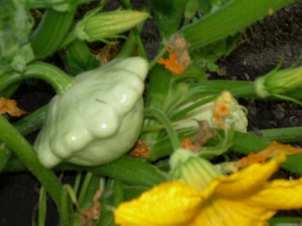 Cum să se pregătească pentru rețete de iarnă suc de fructe (rețete) Cum să se pregătească pentru rețete tartacute
