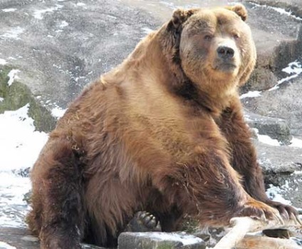 Care sunt roca ursi (roca) Care sunt piatra ursi