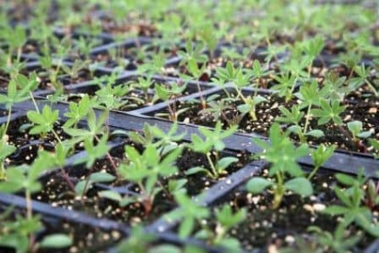 Cum și când ca îngrășământ lupin scroafă (Lupin) Cum și când să semene lupin ca îngrășământ