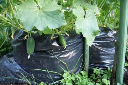 Cum se utilizează vârfurile de castravete, suc de fructe și vinete din grădină (de epocă) Cum se utilizează vârfurile de castravete, suc de fructe și vinete din gradina