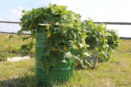 Cum se utilizează vârfurile de castravete, suc de fructe și vinete din gradina (topuri) Cum se utilizează vârfurile de castravete, suc de fructe și vinete din gradina