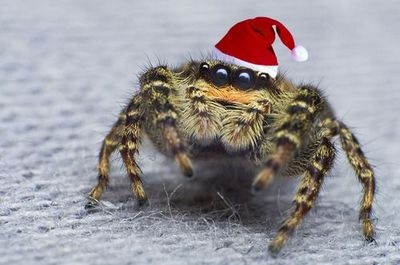 Cum sa scapi de tarantule în grădină (grădină) Cum sa scapi de tarantule în grădină