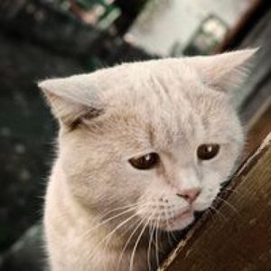 Cum de a trata acarieni subcutanate la pisici, consiliere și orientare (subcutanat) Cum de a trata acarieni subcutanate la pisici, sfaturi și trucuri