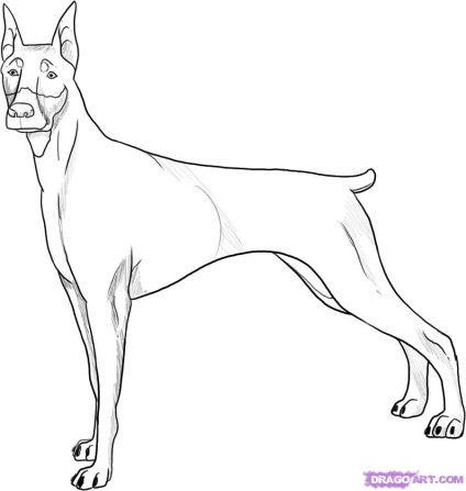 Cum de a desena un câine rasa Doberman etape (celule Minecraft Desenați) Cum de a desena un caine de rasa Doberman etape