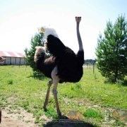 Cum numești o femeie de păun Foto și Video Review (poze) Cum numesti un păun fotografie de sex feminin și video de revizuire
