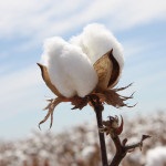 Cum de a distinge naturale din țesături sintetice (nylon nylon Perlon) Cum de a distinge naturale din țesături sintetice