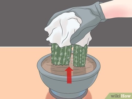 Ca cactus transplantat (cactus) Cum de transplant de un cactus