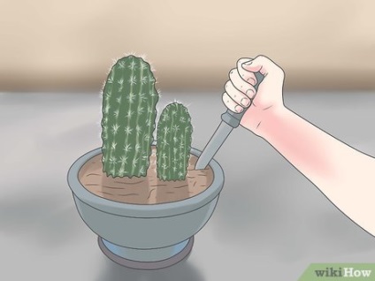 Ca cactus transplantat (cactus) Cum de transplant de un cactus