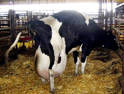 lapte de vacă Ca neliniștite (vaca) Cum să mulgă o vacă nelinistit