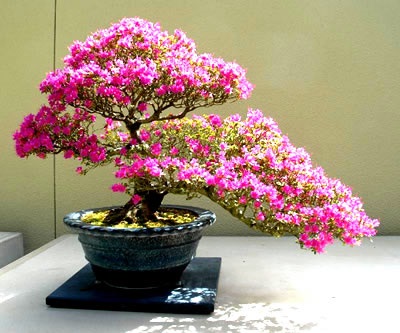 Ca bonsai udat (bonsai) Cum la apă Bonsai