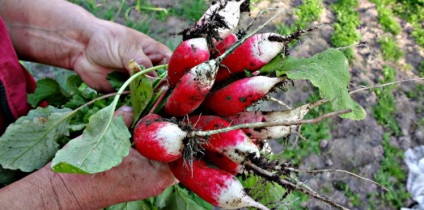 Cum să crească ridichi în sol deschis - soiuri, plantare, îngrijire (de îngrijire) Cum să crească ridichi în sol deschis - soiuri, plantare, îngrijire