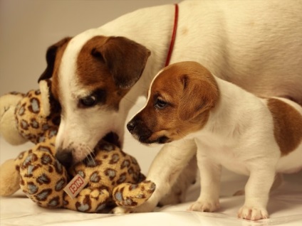 Cum de a ridica un jack catelus Russel terrier (Activitate) Cum de a ridica un catelus Terier