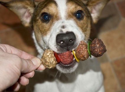 Cum de a ridica un jack catelus Russel Terrier (Jack) Cum de a ridica un catelus Terier