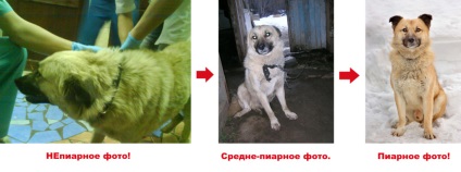 Cum de a atașa un animal de companie fără adăpost, Poteryashka NSC (animale) Cum de a atașa un animal de companie fără adăpost, Poteryashka CNVM