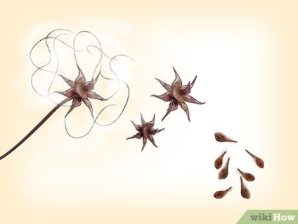 Ca clematis plantă (diluat) Cum de a planta Clematis