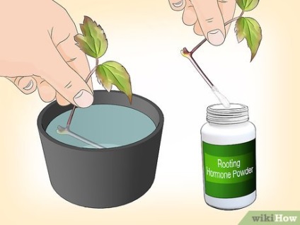 Cum de a planta Clematis (cauza putrezirea semințelor) Cum de a planta Clematis