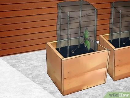 Cum de a planta Clematis (cauza putrezirea semințelor) Cum de a planta Clematis