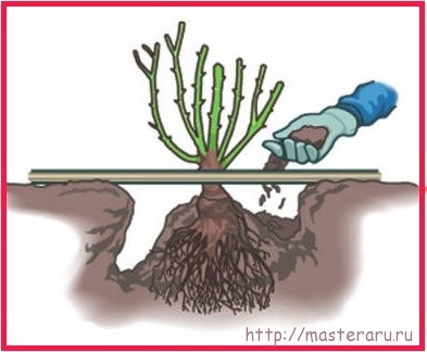 Ca o planta trandafir in sol (planta) Cum de a planta un trandafir în sol