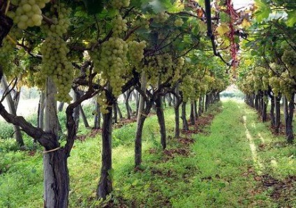 Ca plantă a strugurilor în banda de mijloc (struguri) Cum să planteze struguri în centura de mijloc