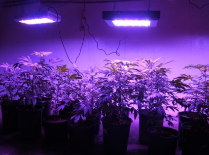 Cum de a face lumina de fundal pentru răsaduri cu propriile lor mâini - punerea în aplicare pe etape (răsaduri) Cum de a face lumina de fundal pentru răsaduri cu propriile lor mâini - punerea în aplicare pe etape