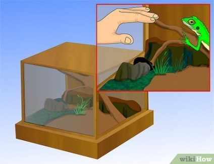 Cum sa faci un terariu pentru reptile (reptile) Cum sa faci un terariu pentru reptile