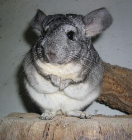 Cum să se joace cu Chinchilla (ar trebui să fie) Cum să se joace cu Chinchilla