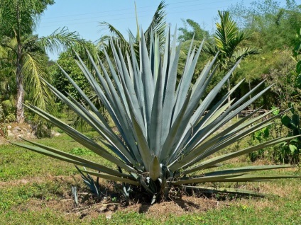 Cactusii Mexic (cactuși habitat) cactuși Mexic