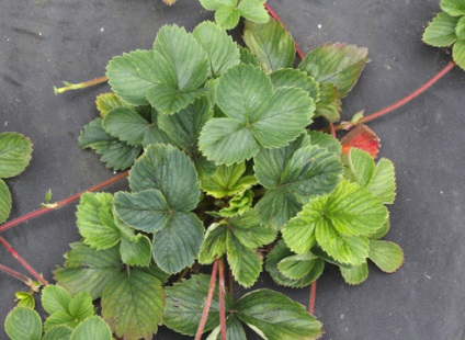 Cum să aibă grijă de căpșuni în primăvară (culturi horticole) Cum să aibă grijă de căpșuni în primăvară