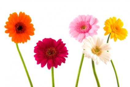 Cum să aibă grijă de tăiere Gerbera - articol despre culorile pentru a exprima ( „Flora Express“) Cum să aibă grijă de Gerbera cut - articol despre culorile pe expres