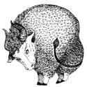 Cum se comporta pe semne zodiacale curva (catea) Cum să se comporte la cățele prin zodiac